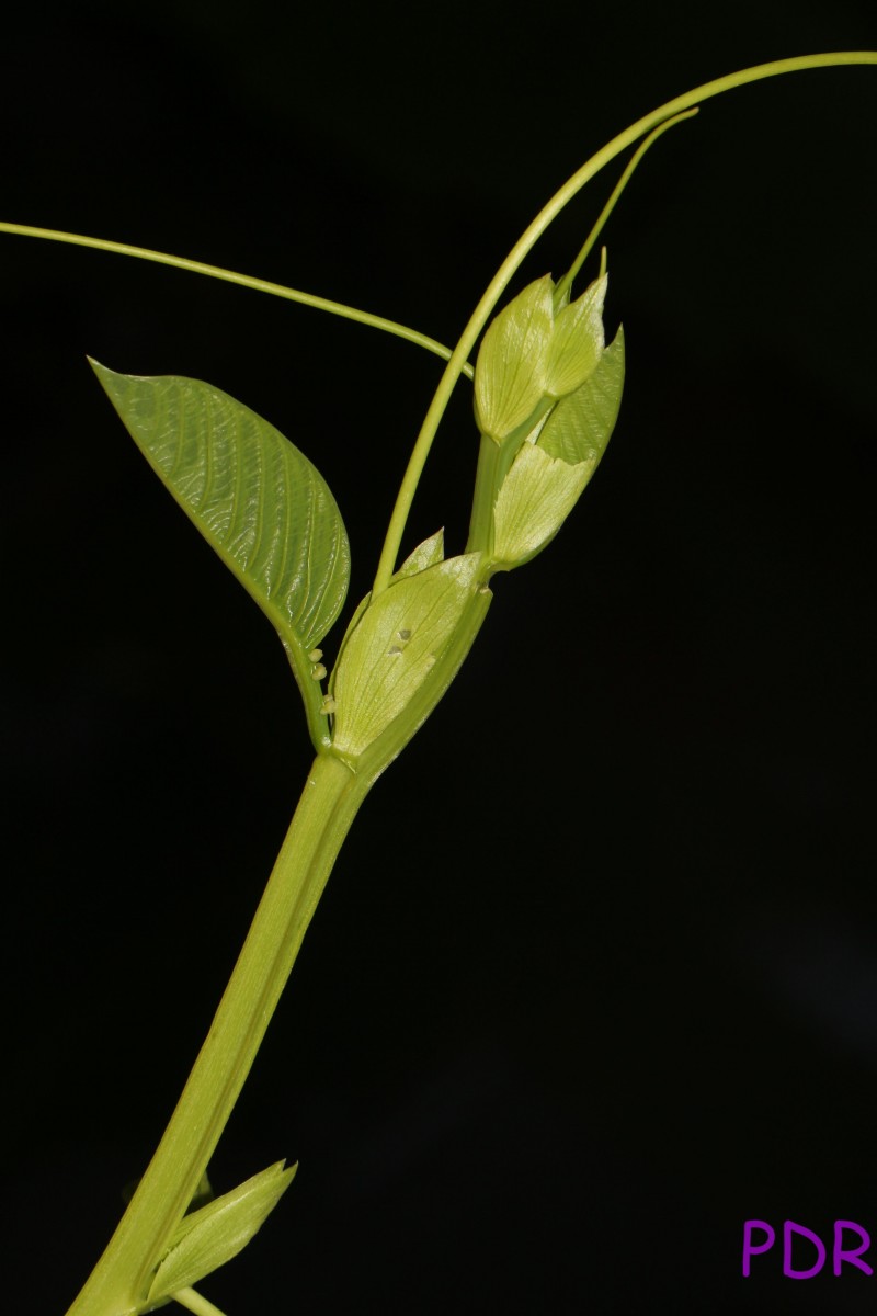 Passiflora quadrangularis L.